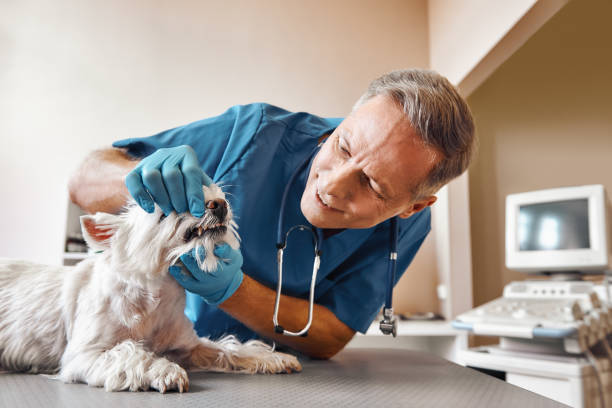 Best Emergency Root Canal Treatment in Lockport, NY